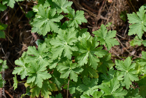 Rock cranesbill