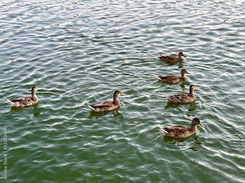 Ducks swimming in the pond