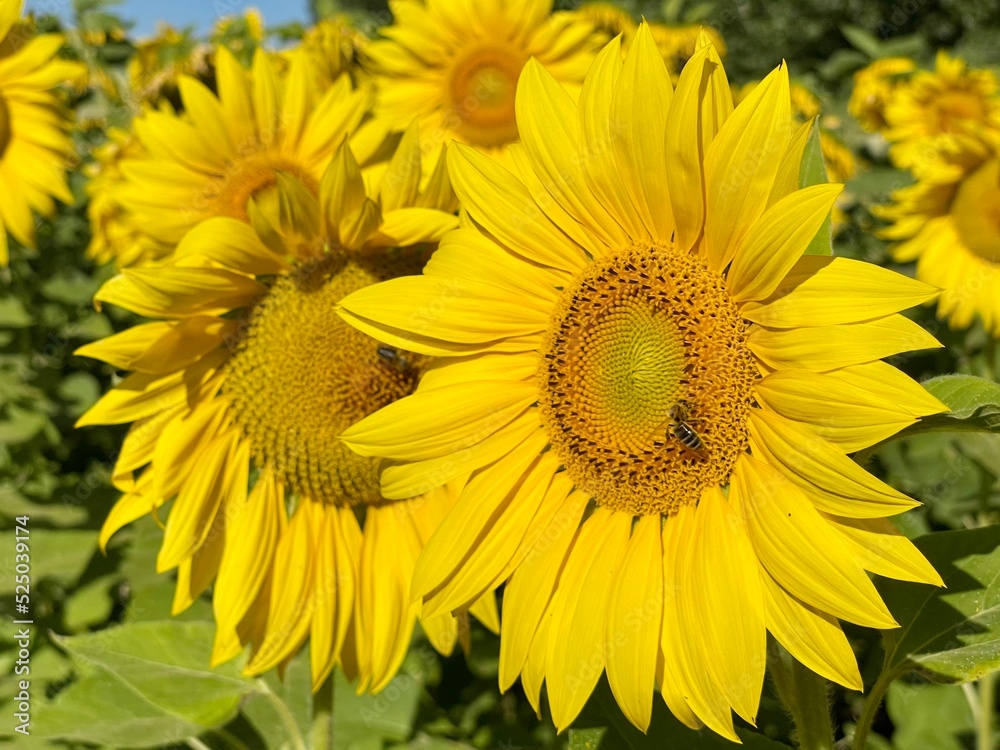 Beautiful sunflower in the field on a sunny day Beautiful sunflower in the field on a sunny day