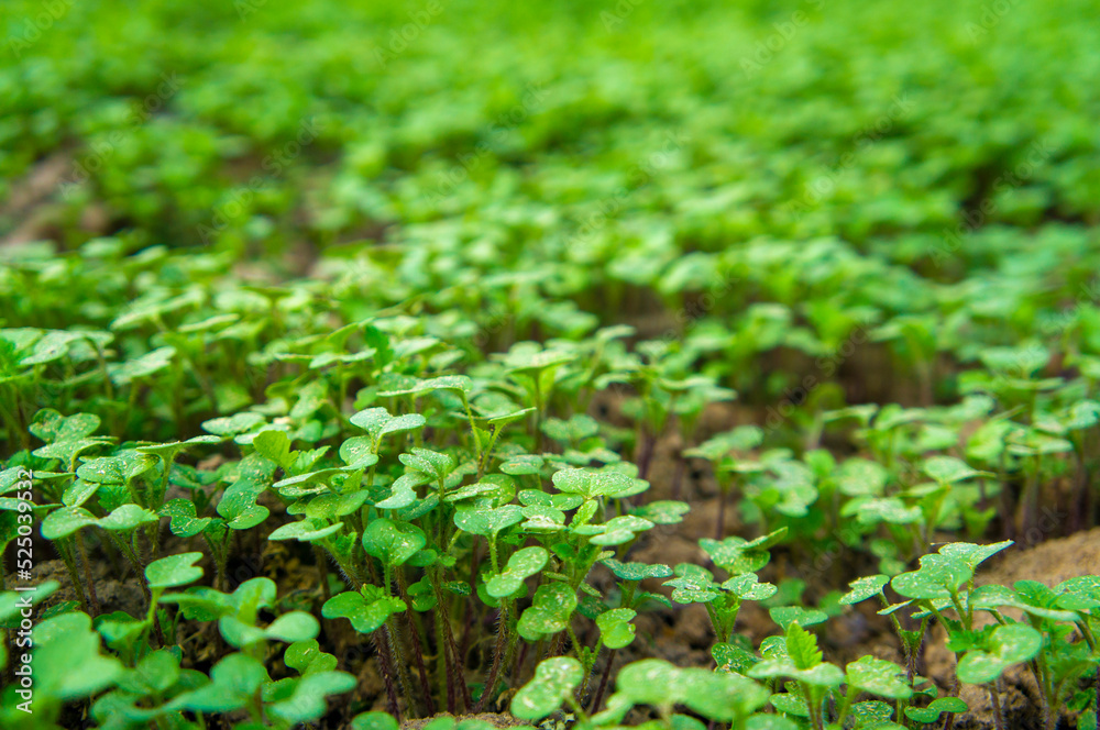 Summer green grass closeup. Agricultural field with plants in the sun. Background for graphic design of agro booklet. Summer green grass closeup. Agricultural field with plants in the sun. Background for graphic design of agro booklet.