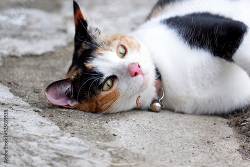 A cute Calico cat sleeping on the hard floor in outdoor space 