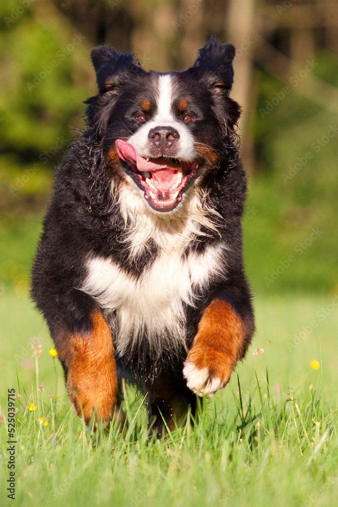 bernese mountain dog running through grass
