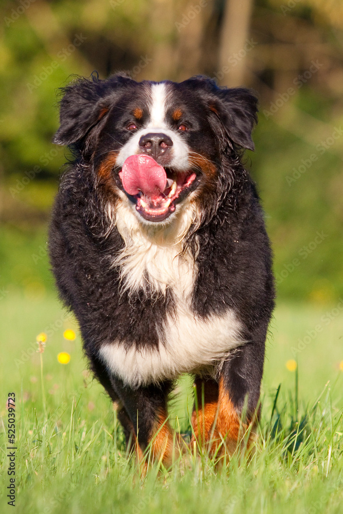 bernese mountain dog running through grass bernese mountain dog running through grass
