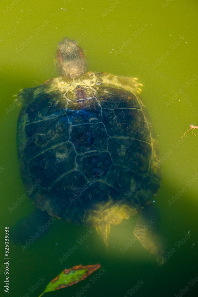 Turtle in the pond Turtle in the pond