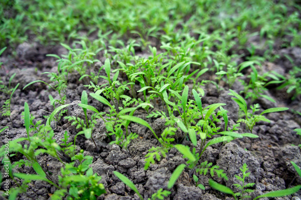 Summer green grass closeup. Agricultural field with plants in the sun. Background for graphic design of agro booklet. Summer green grass closeup. Agricultural field with plants in the sun. Background for graphic design of agro booklet.