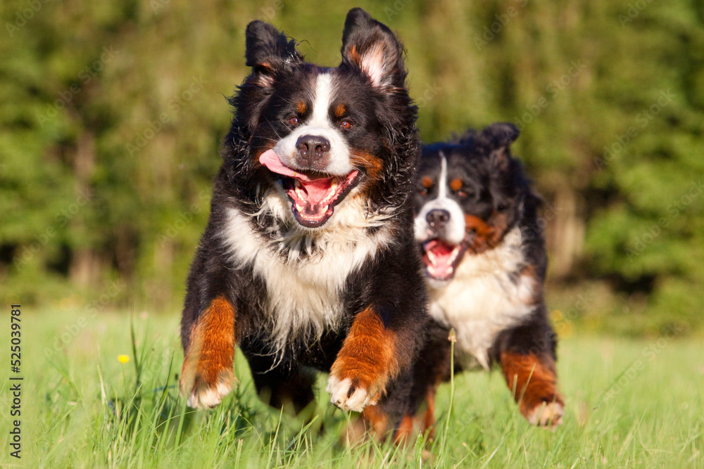 two bernese mountain dogs chasing each other through grass