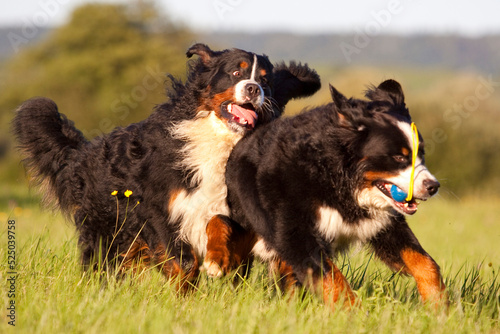 Schilderij op canvas two bernese mountain dogs chasing each other with ball around the grass