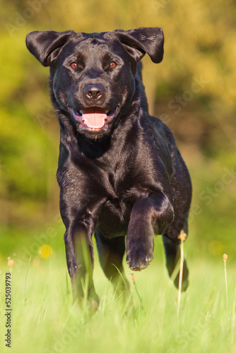 happy black labrador retriever dog running with tongue out through grass