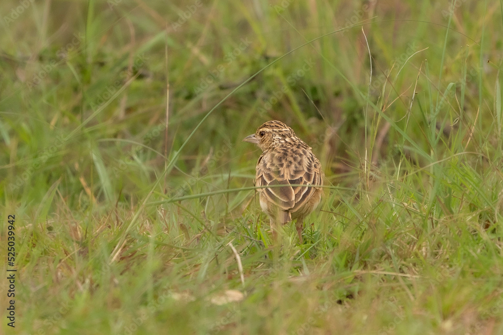 Fototapeta premium Jerdon’s Bushlark (Mirafra affinis)