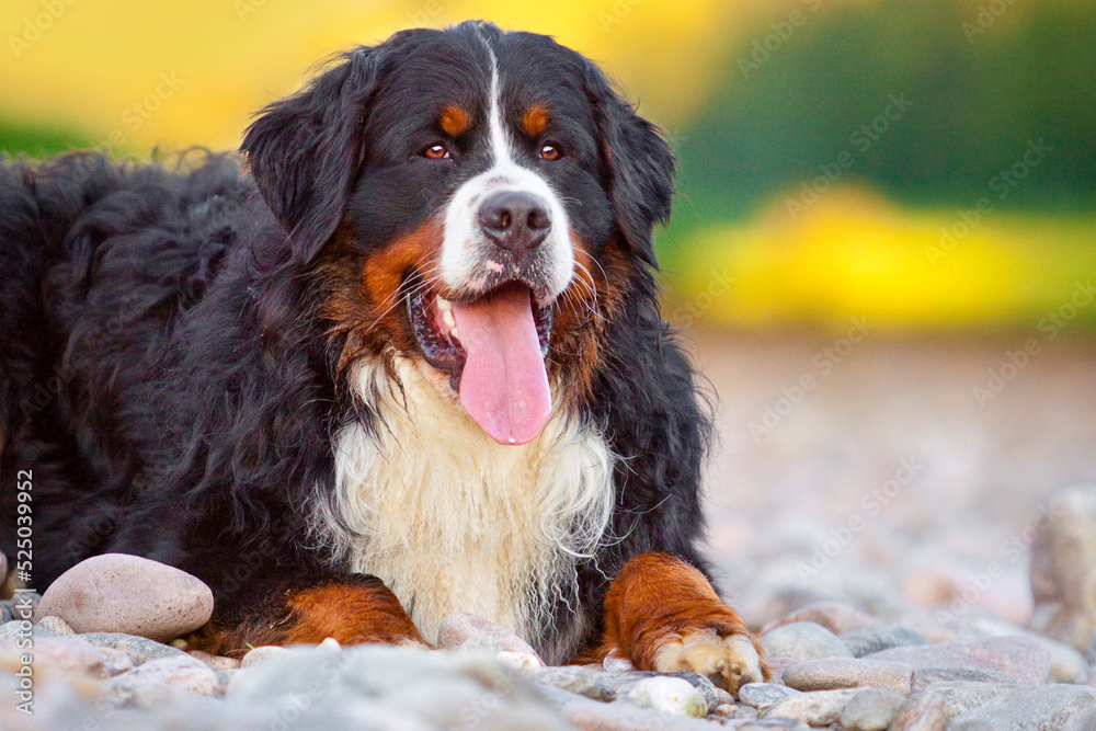 bernese mountain dog with tongue out lying on stones
