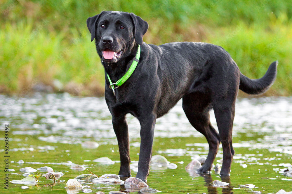 black labrador retriever dog standing in water with tongue out and green collar