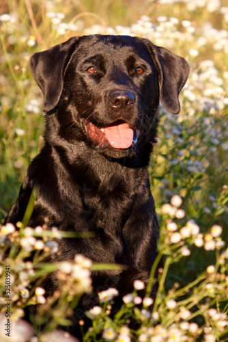 black labrador retriever portrait with tongue out between white flowers in golden evening light