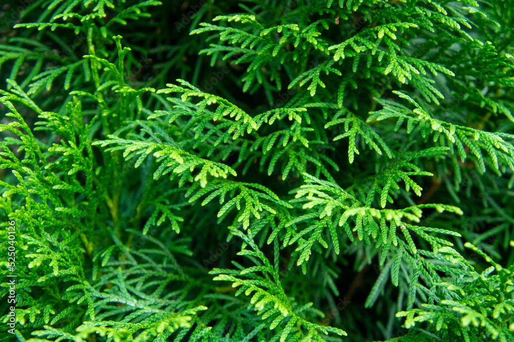 Green nature background with coniferous branches on a summer day Green nature background with coniferous branches on a summer day