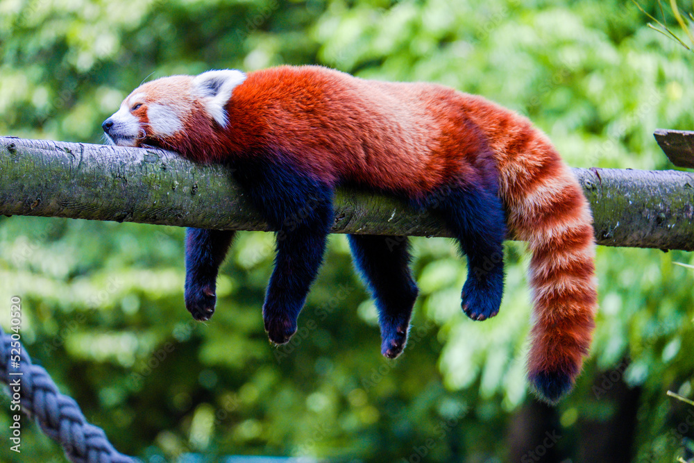 Red panda relaxing