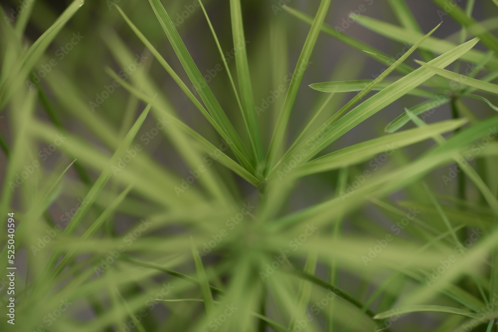 Fototapeta premium green background
