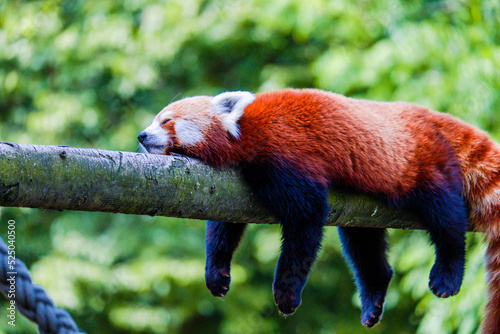 Red panda relaxing © hristoshanov