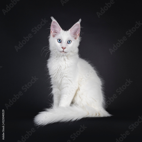 Adorable solid white Maine Coon cat kitten with blue eyes, sitting side ways with tail around paws. Looking straight to camera. islated on a black background.