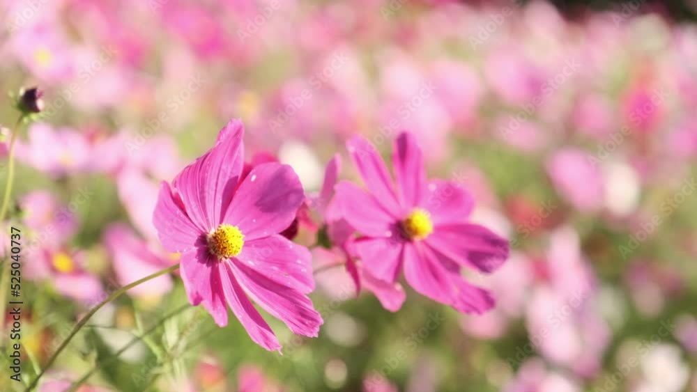 Cute pink cosmos flowers blooming and blowing in wind in autumn or fall, Flora or blossom background, Travel or outdoor in nature Cute pink cosmos flowers blooming and blowing in wind in autumn or fall, Flora or blossom background, Travel or outdoor in nature