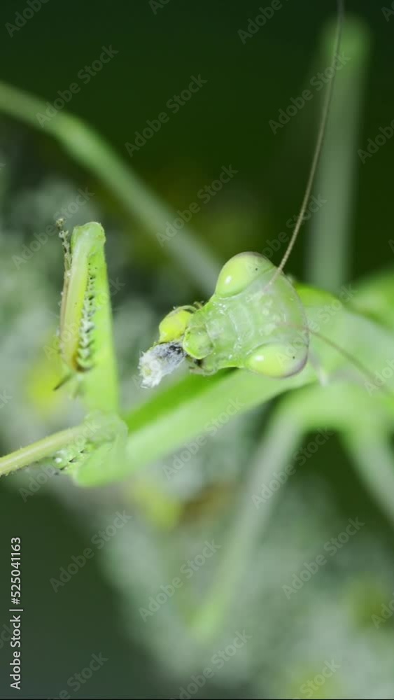  Closeup of Green praying mantis sits on tree branch and eats captured butterfly. European mantis (Mantis religiosa) and Eastern Bath white butterfly (Pontia edusa), Vertical video