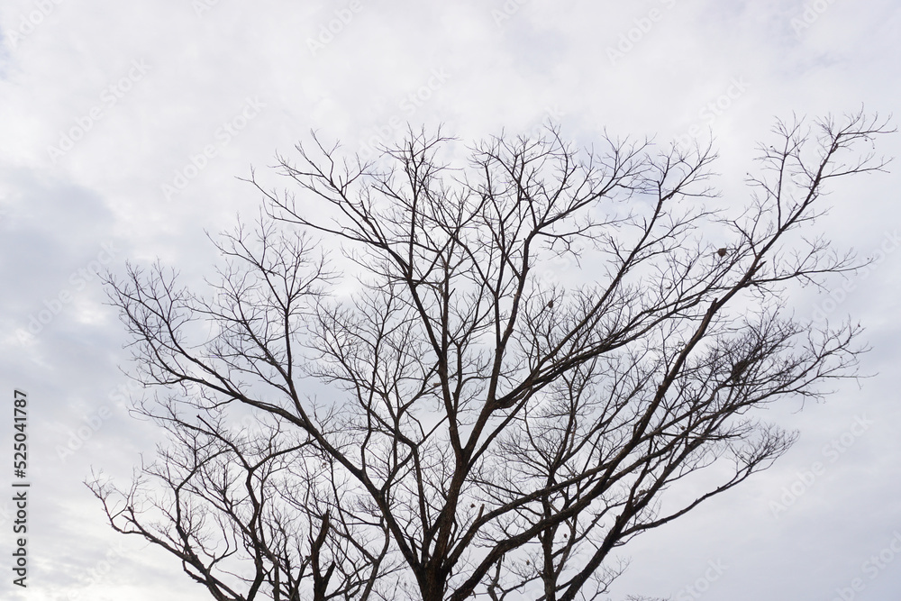 Leafless tree with cloudy sky background Leafless tree with cloudy sky background