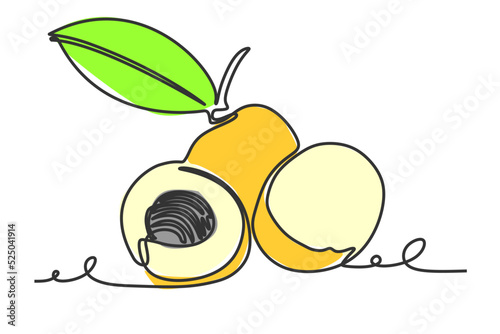 Continuous one line drawing of Longan fruit. Vector illustration hand drawn style design for natural and healty living concept