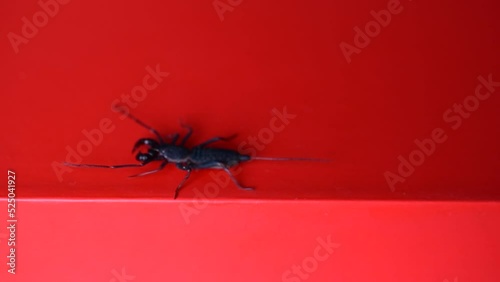 whip scorpion crawling on red background photo