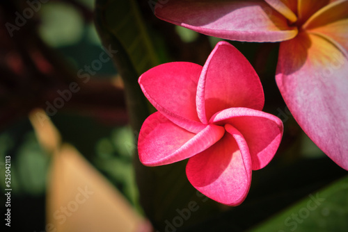 Flor de la Plumeria, Plumeria Rubra