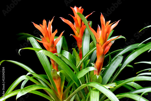 Orange flowers of Bromeliad Guzmania lingulata, a popular houseplant from the tropics. The flowers are actually tiny. Its the flower bracts that are dramatic photo