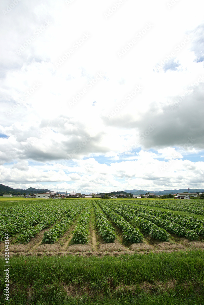 丹波黒　8月上旬の黒豆畑の様子　広角