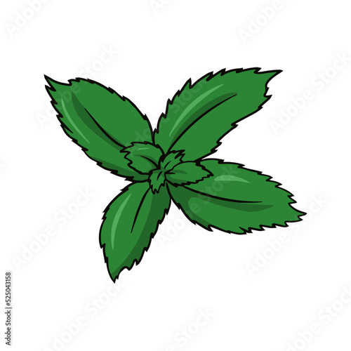 Green mint leaves for brewing green vitamin tea, cocktail ingredients, vector cartoon
