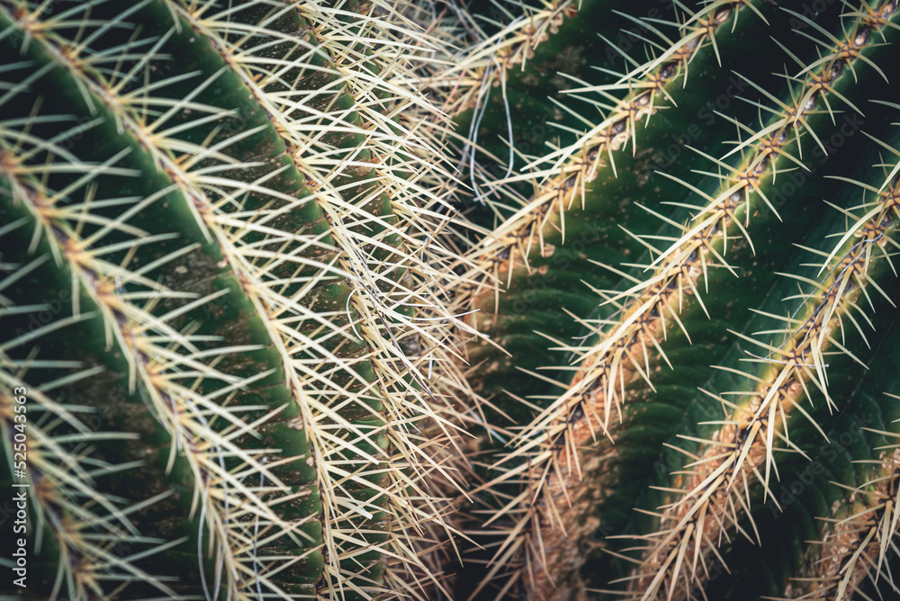 Beautiful cactus plant in the garden (macro) Beautiful cactus plant in the garden (macro)