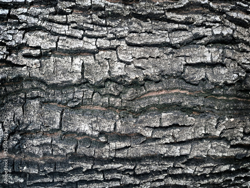 Wood texture background, wood planks texture of bark wood natural