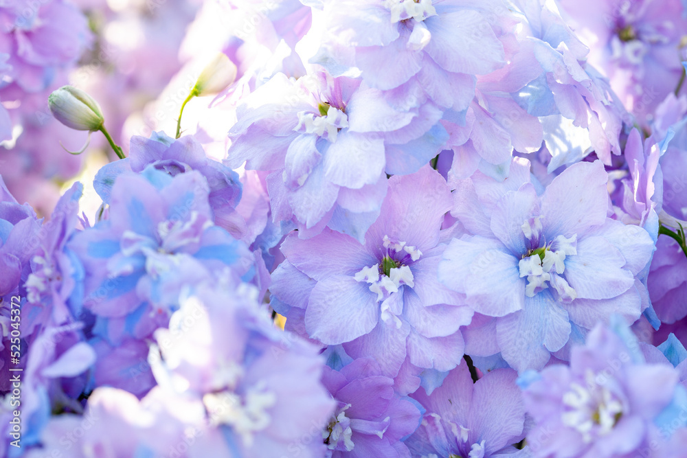 Delicate Flower background Delphinium in the garden. Light blue summer blooming delphinium flowers illuminated by the sun, close-up.