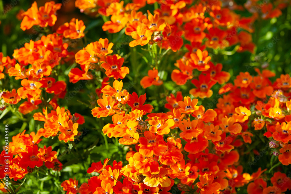Summer flowers of orange nemesia. Annual flowers. Bright floral background Summer flowers of orange nemesia. Annual flowers. Bright floral background