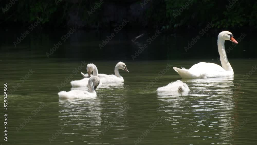 Swan family on the lake. Adult swans and their children swim on the lake in the park Swan family on the lake. Adult swans and their children swim on the lake in the park