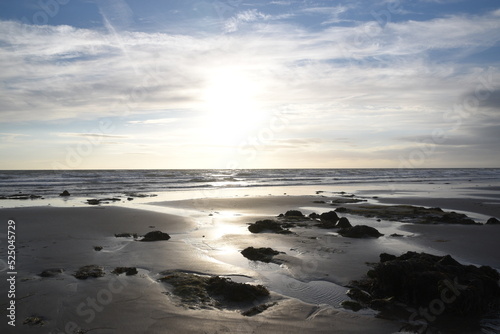 the remains of the petrified forest on Borth beach during low tide