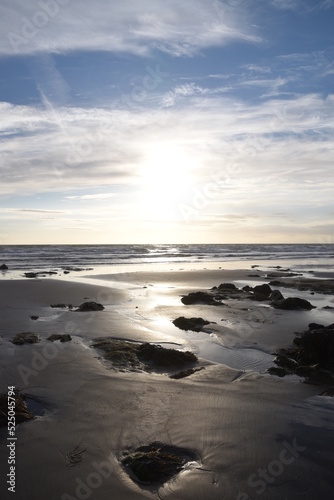 the remains of the petrified forest on Borth beach during low tide