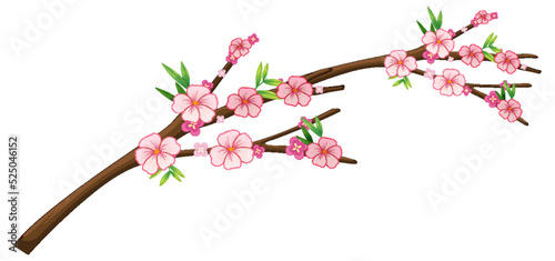 Cherry blossom branch isolated