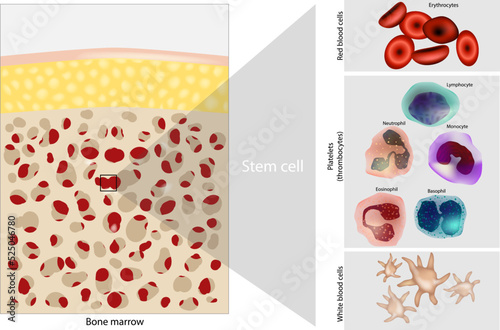 Bone marrow Stem cell. Platelets, Red and White blood cells. Diagram photo