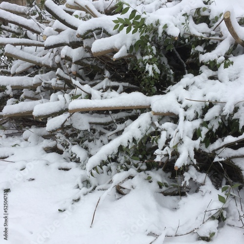 Branches sous la neige