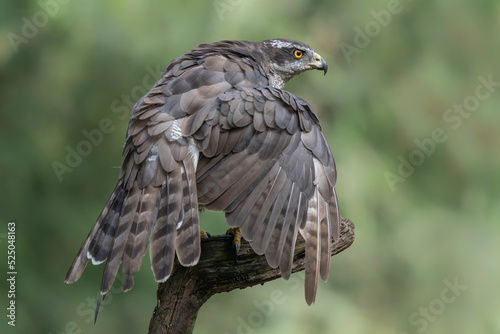 Beautiful Northern Goshawk (Accipiter gentilis) on a branch in the forest of Noord Brabant in the Netherlands. 