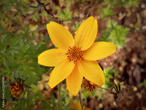 Yellow Niger Flower in the Autumn Garden photo