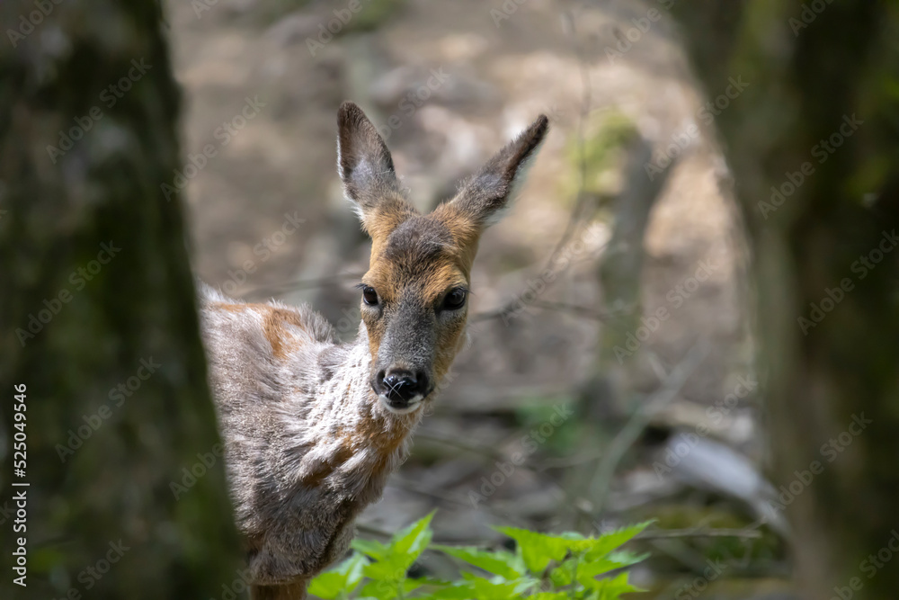 Close-up of a beautiful fawn in the nature Close-up of a beautiful fawn in the nature