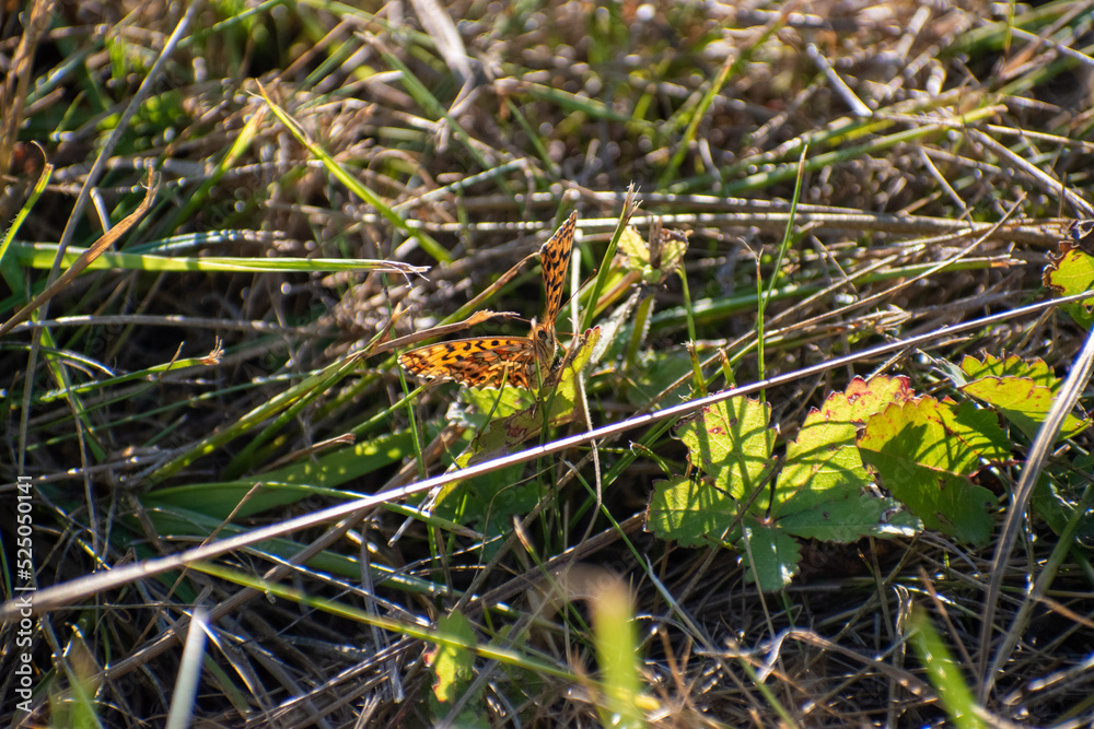 papillon papillon