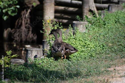 canards