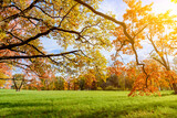 Oak trees in Catherine park in autumn, Pushkin, Saint Petersburg, Russia