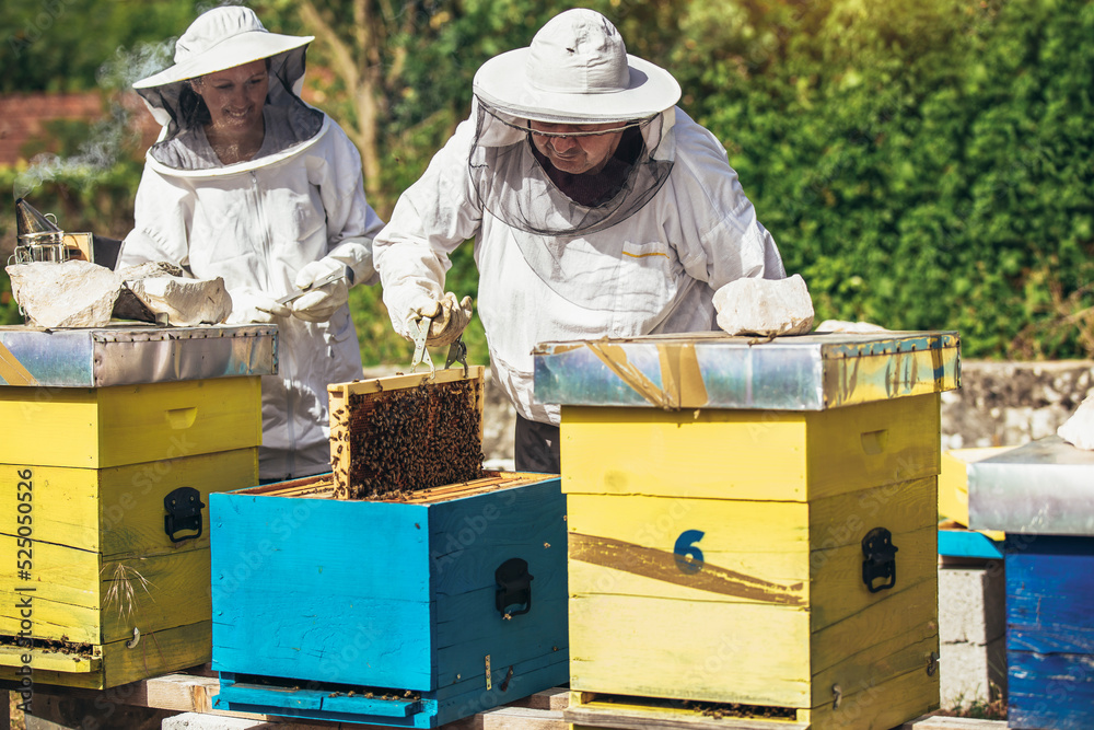 Beekeepers working collect honey. Apiculture. Beekeepers are working with bees and beehives on the apiary. Beekeepers working collect honey. Apiculture. Beekeepers are working with bees and beehives on the apiary.