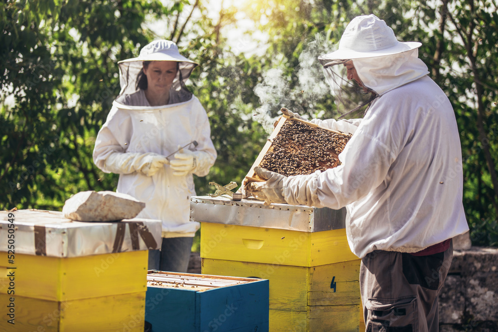 Beekeepers working collect honey. Apiculture. Beekeepers are working with bees and beehives on the apiary. Beekeepers working collect honey. Apiculture. Beekeepers are working with bees and beehives on the apiary.