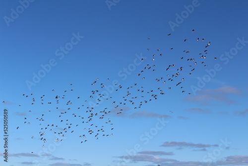 Flock of birds preparing to migrate together against a clue sky with speckled clouds. A gathering of individual birds travelling collectively