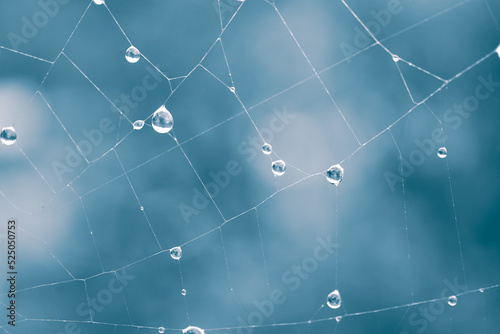 drops on the spider web in rainy days